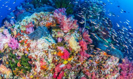 A Biodiversity Hotspot in the Philippines