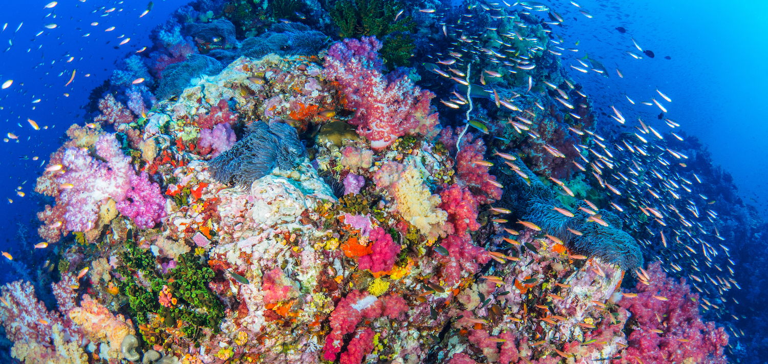 Coral reef in the Philippines