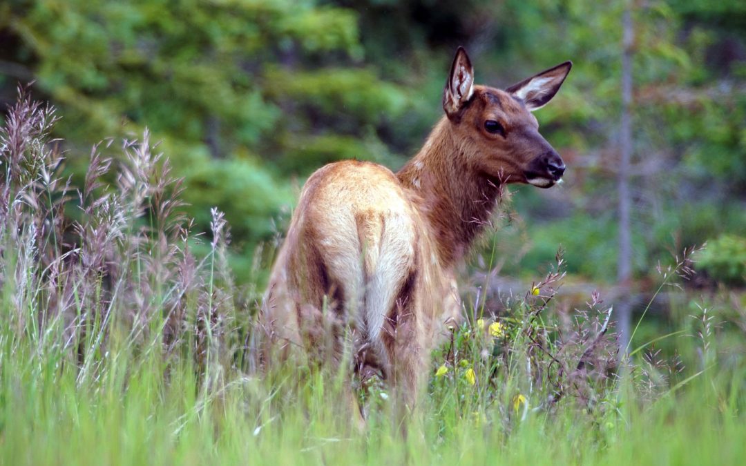 Video: Elk Plays Like No One’s Watching
