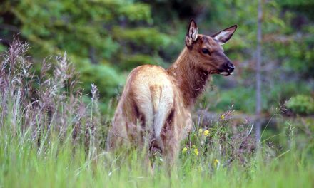Video: Elk Plays Like No One’s Watching