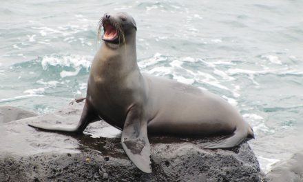 Video: The Sea Lion and the Starfish