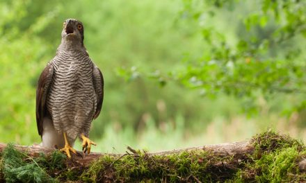 Video: Flying through Forests as a Goshawk