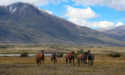 Mountains and Monarchs