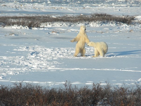 Churchill Polar Bears Sparring