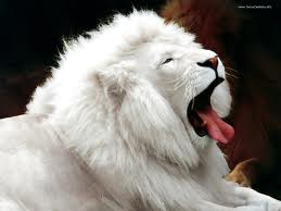White Tiger