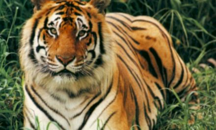 10 Ways to Save Tigers