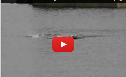 Dog and Dolphin Playdate