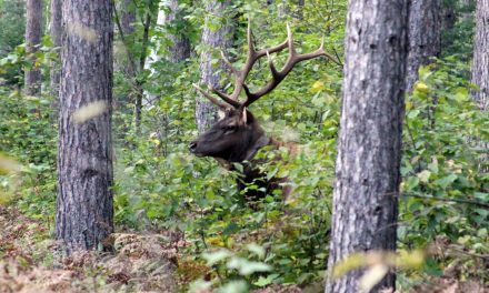 Adventure in the Ellipses: Elk