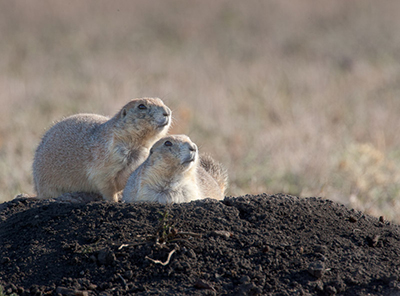 Prairie dogs and canyons