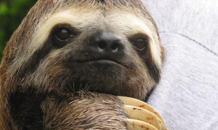 Enjoy a Slothful Sojourn in Costa Rica!