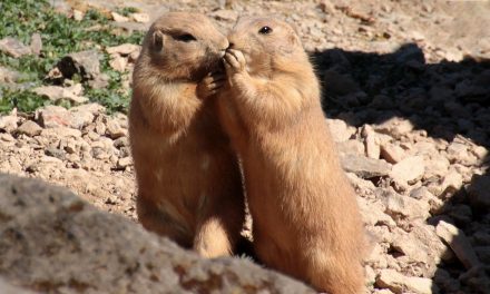 Prairie Dogs: Lost Language Underground