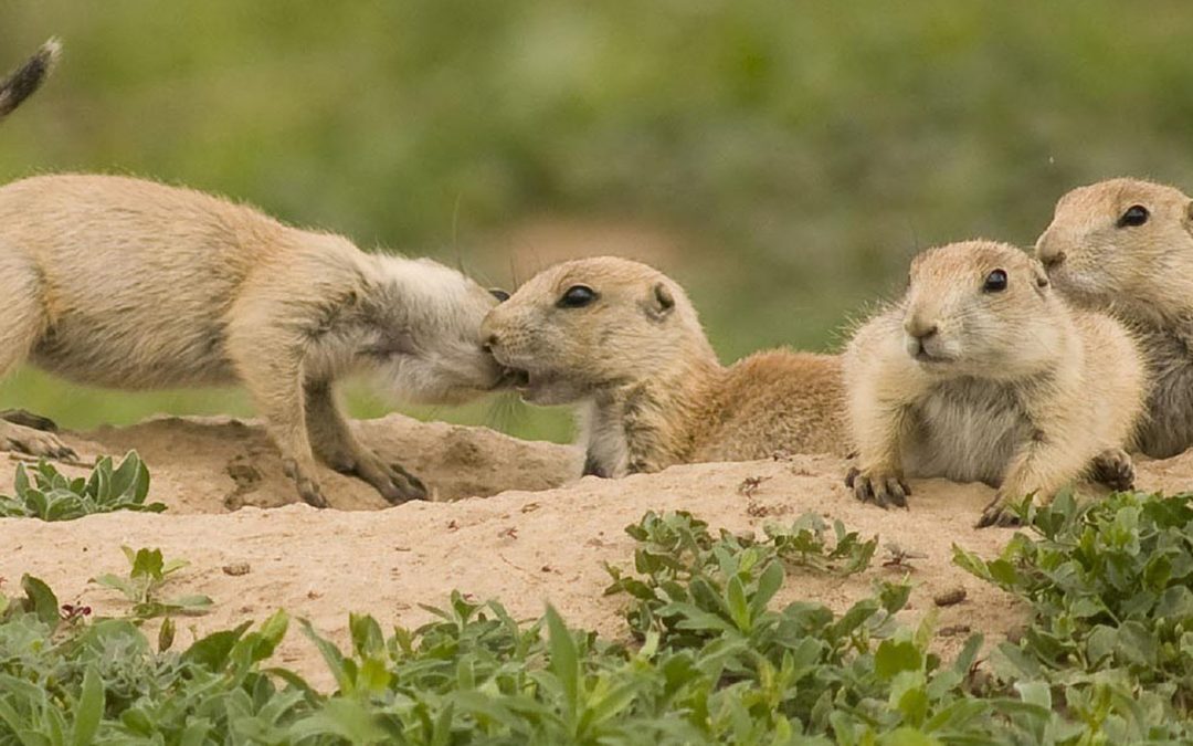 Video: Talk of the (Prairie Dog) Town
