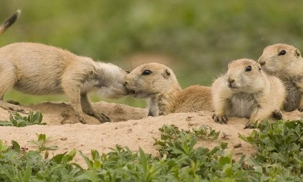 Video: Talk of the (Prairie Dog) Town