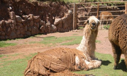 Amazon Photo Journal: Indigenous Masterpieces