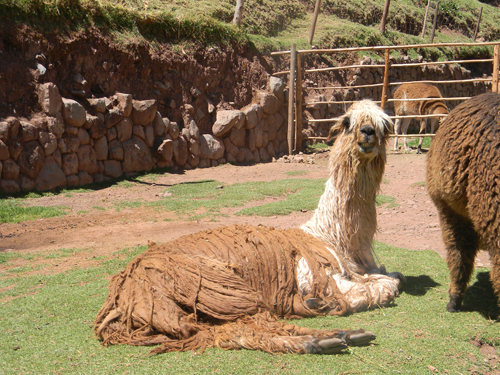 shaggy alpaca smile jayme otto