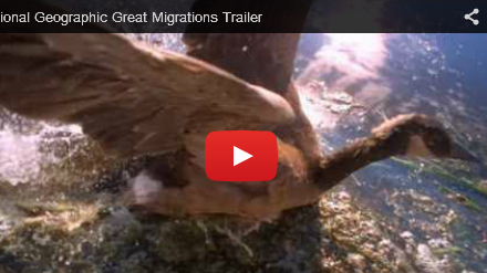 See a Great Migration for Yourself!