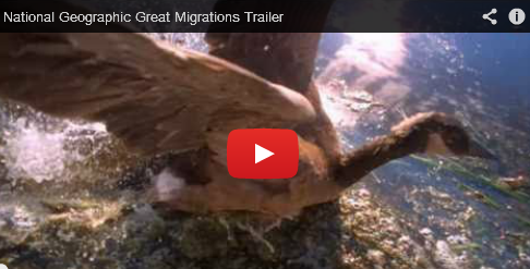 See a Great Migration for Yourself!