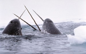 Narwhals: Helping track climate change in the Arctic