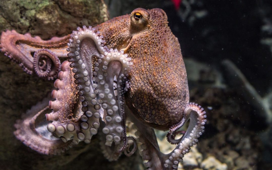 Octopus Squeeze