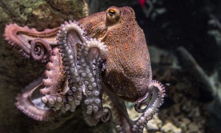 Octopus Squeeze