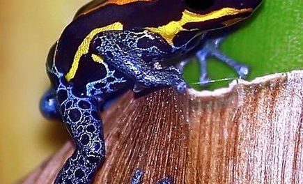 Wild New Wonders of the Amazon