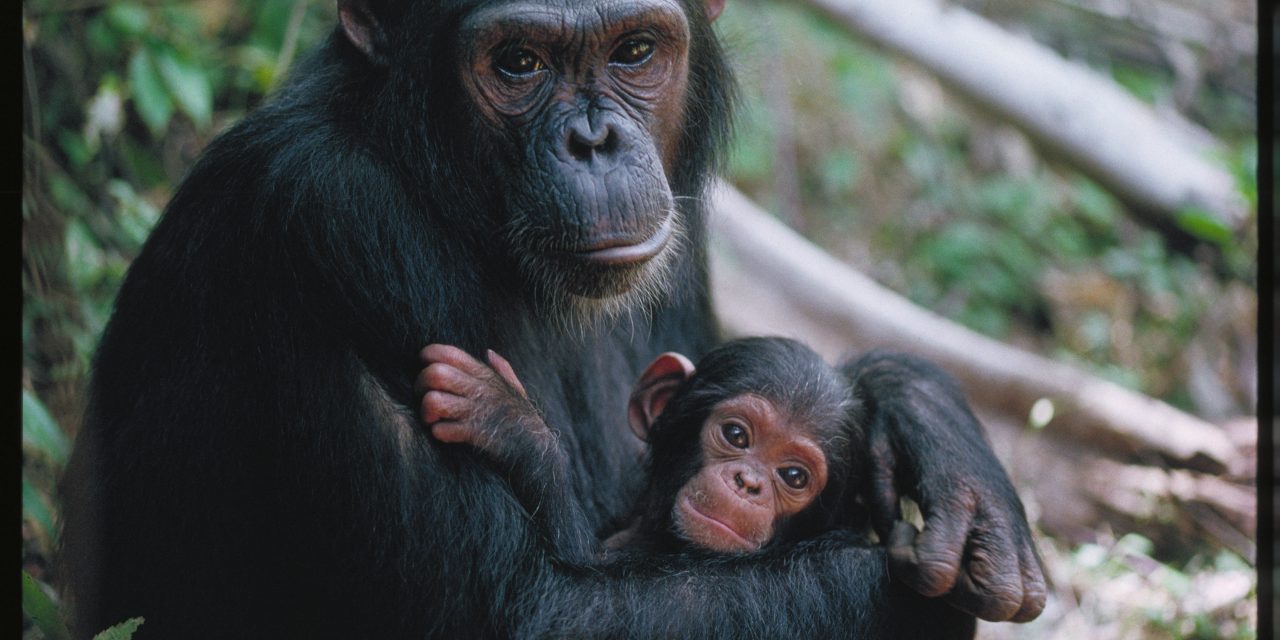 Choose to Champion a Chimpanzee
