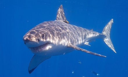 Predator vs. Prey: An Extraordinary Moment on Film