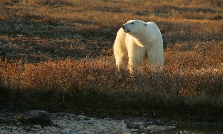 Eating Goose Eggs and Other Culinary Adventures