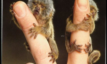 Pygmy Marmoset: Cutest Animal Ever?
