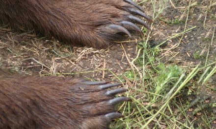 Churchill: Home of the Pizzly?