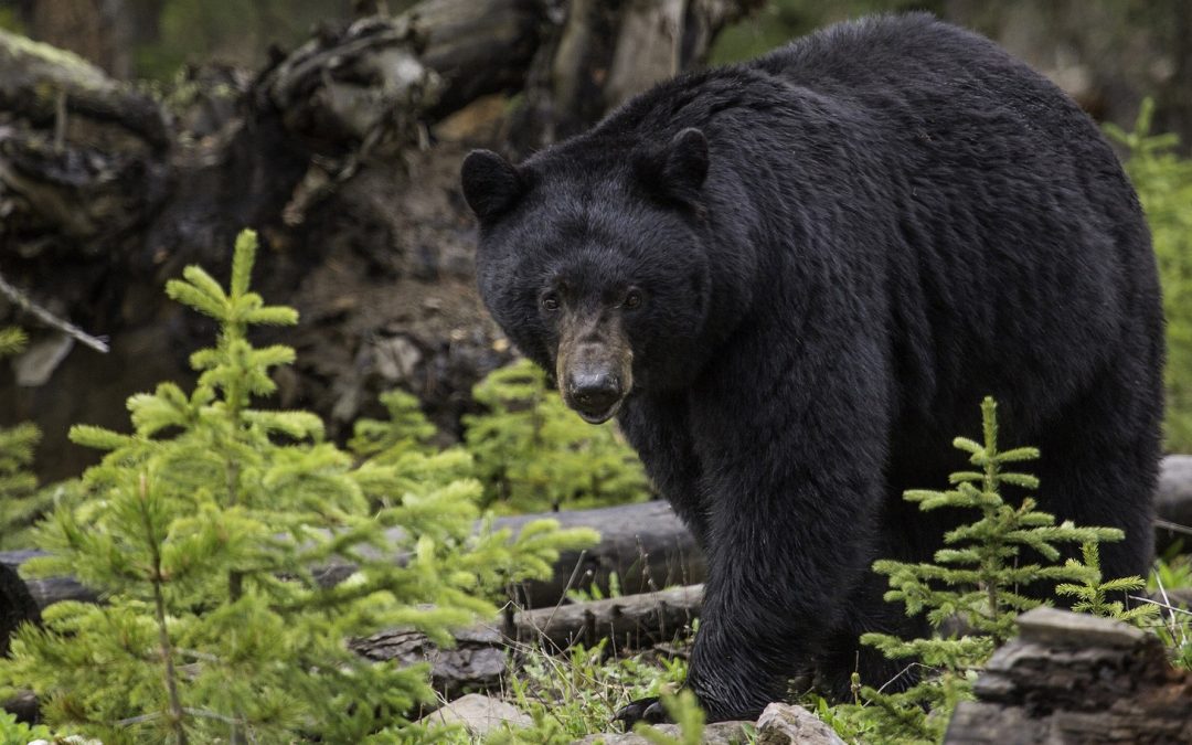 Video: Black Bears Ask, “Is It Your Backyard, or Mine?”