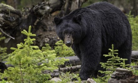 Video: Black Bears Ask, “Is It Your Backyard, or Mine?”