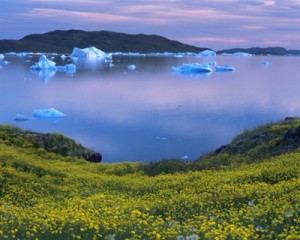 Can You Hear the Call of the Northern Wild?