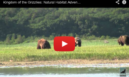 Amazing Alaska Grizzly Bear Videos