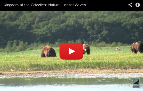 Amazing Alaska Grizzly Bear Videos