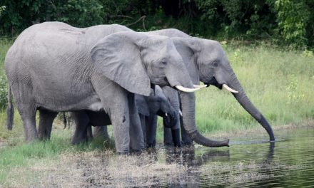 Top Adventure Job of 2010