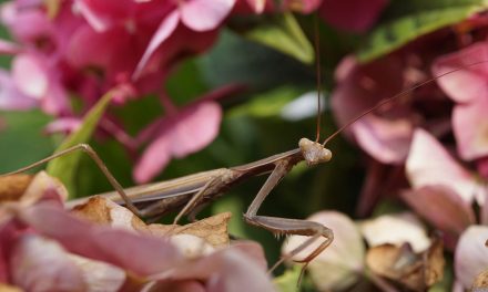 A Look Back at Biodiversity; Forecast for 2011