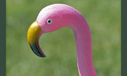 The Natural Habitat of the Plastic Pink Flamingo