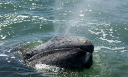 Hola from Baja! It’s Whale Season