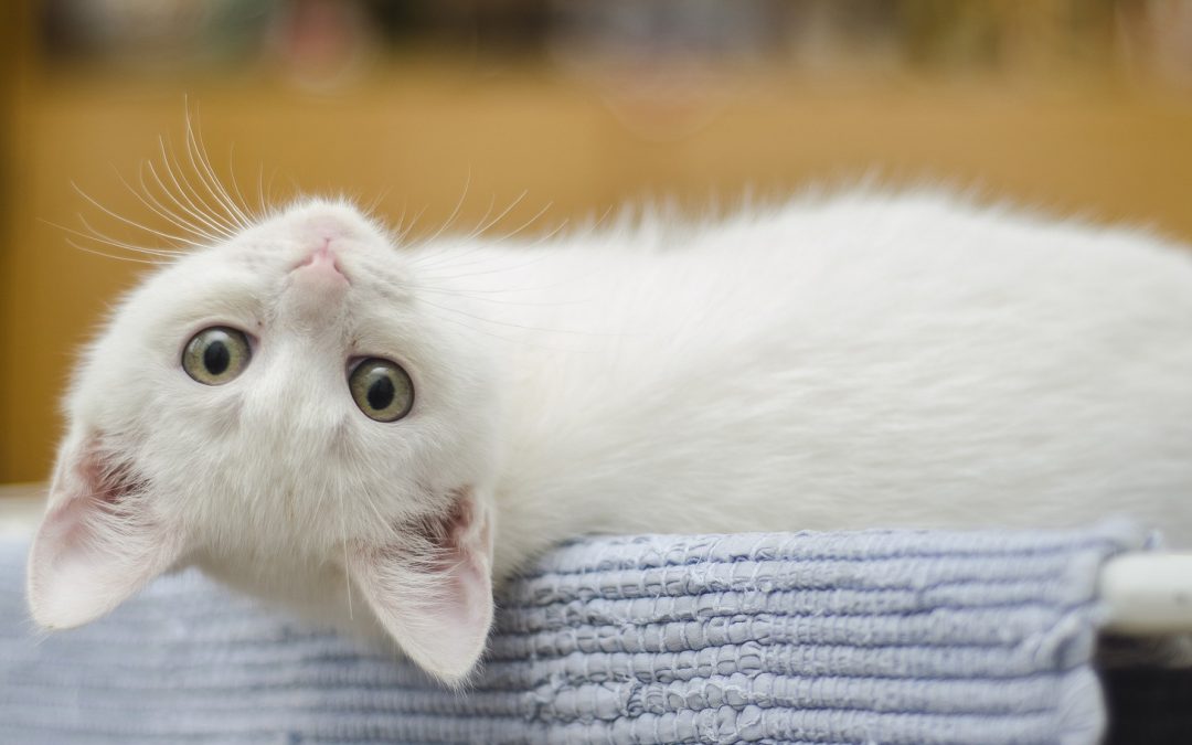 Rescuing Timmy, Feline-Style