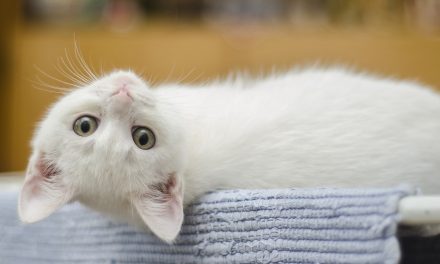 Rescuing Timmy, Feline-Style