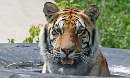 The Species Numbers Game