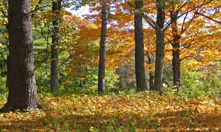 Levels of Uncertainty