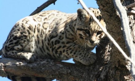 Rare ocelot found in Arizona backyard