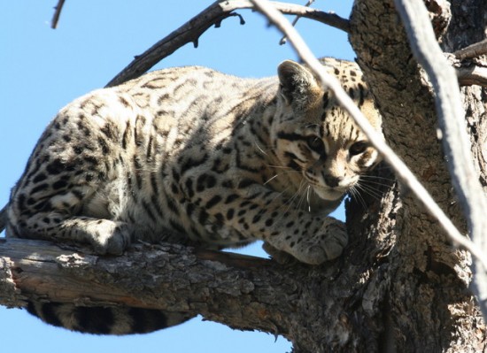Rare ocelot found in Arizona backyard