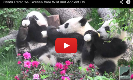 Pandas In Paradise