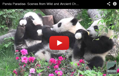 Pandas In Paradise