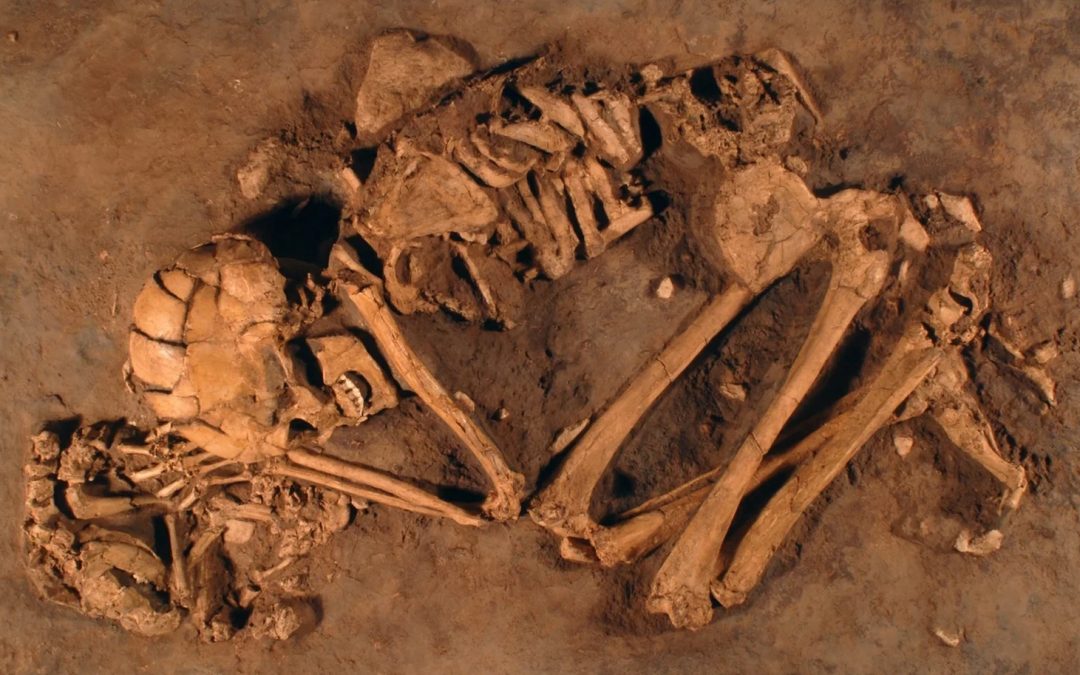 The Canine Connection