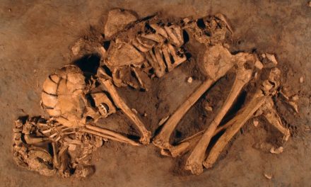 The Canine Connection