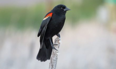 It’s Raining Birds